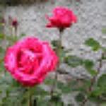 Bici Grill Caffe Tesino